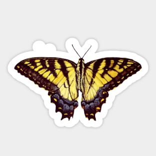 Tiger Swallowtail Butterfly Sticker